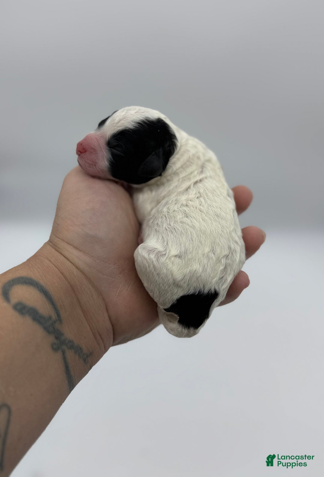 Miniature Poodle dogs for sale: Tater - Ad 3