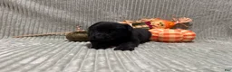 German Shepherd dogs for sale: Sheba - Ad 5