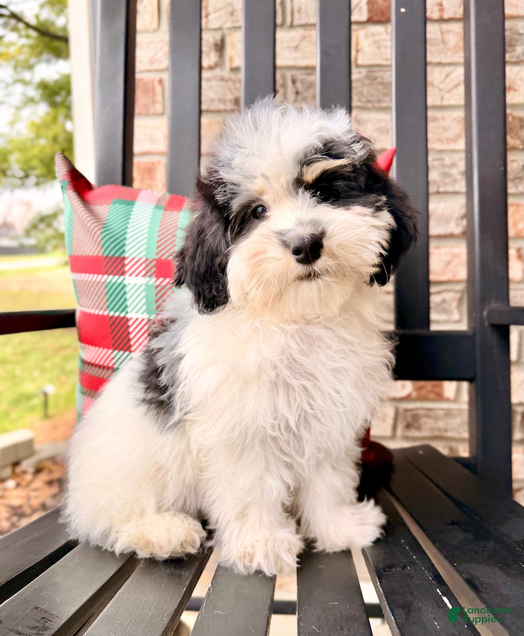 Bernedoodle dogs for sale: Emmett - Ad 5
