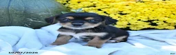 Mixed Breed dogs for sale: Charlie - Ad 3