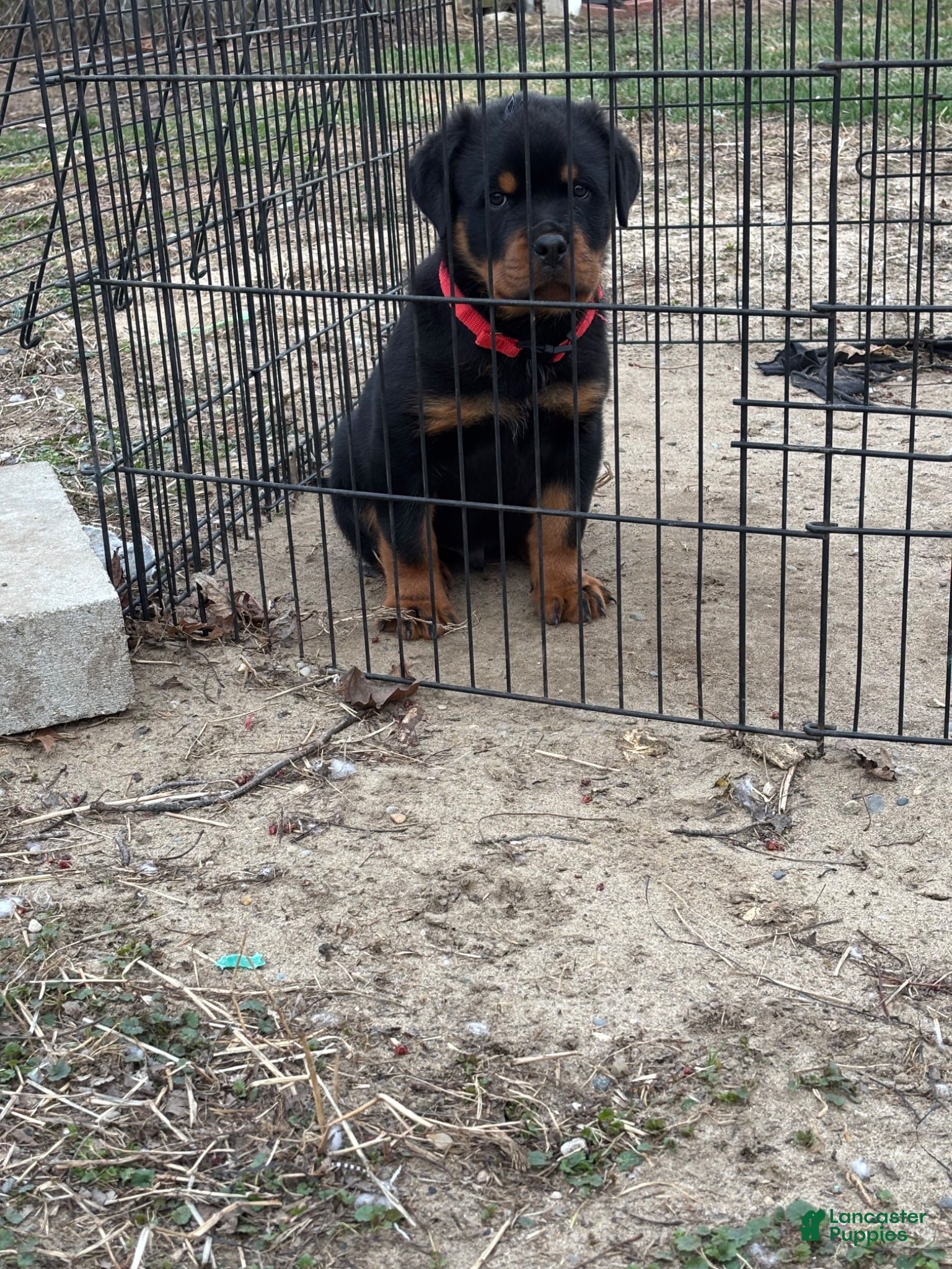 Rottweiler dogs Rottweiler Puppy 1 - Ad 36