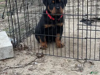 Rottweiler dogs Rottweiler Puppy 1 - Ad 36