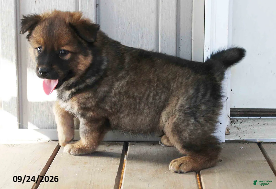 Mixed Breed dogs for sale: Cecil - Ad 3