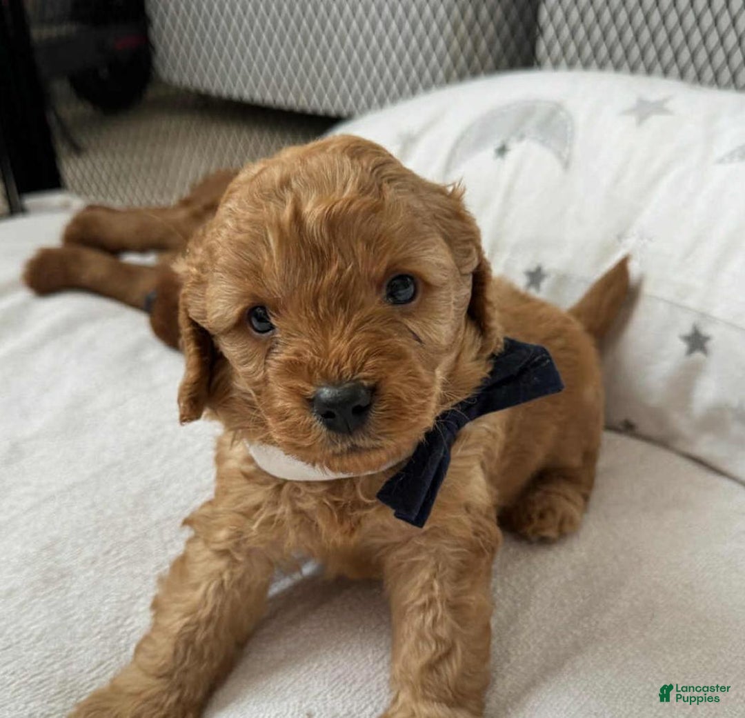 Cavapoo dogs for sale: Johnny  - Ad 5