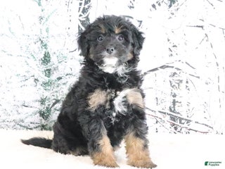 Mini Bernedoodle dogs Roxy - Ad 39