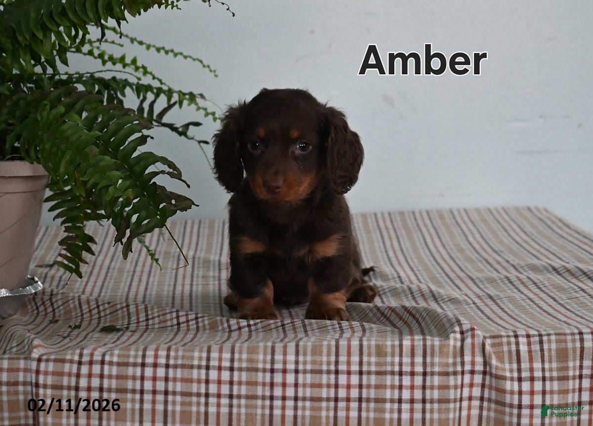 Miniature Dachshund dogs Amber - Ad 17