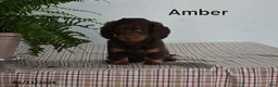 Miniature Dachshund dogs for sale: Amber - Ad 1