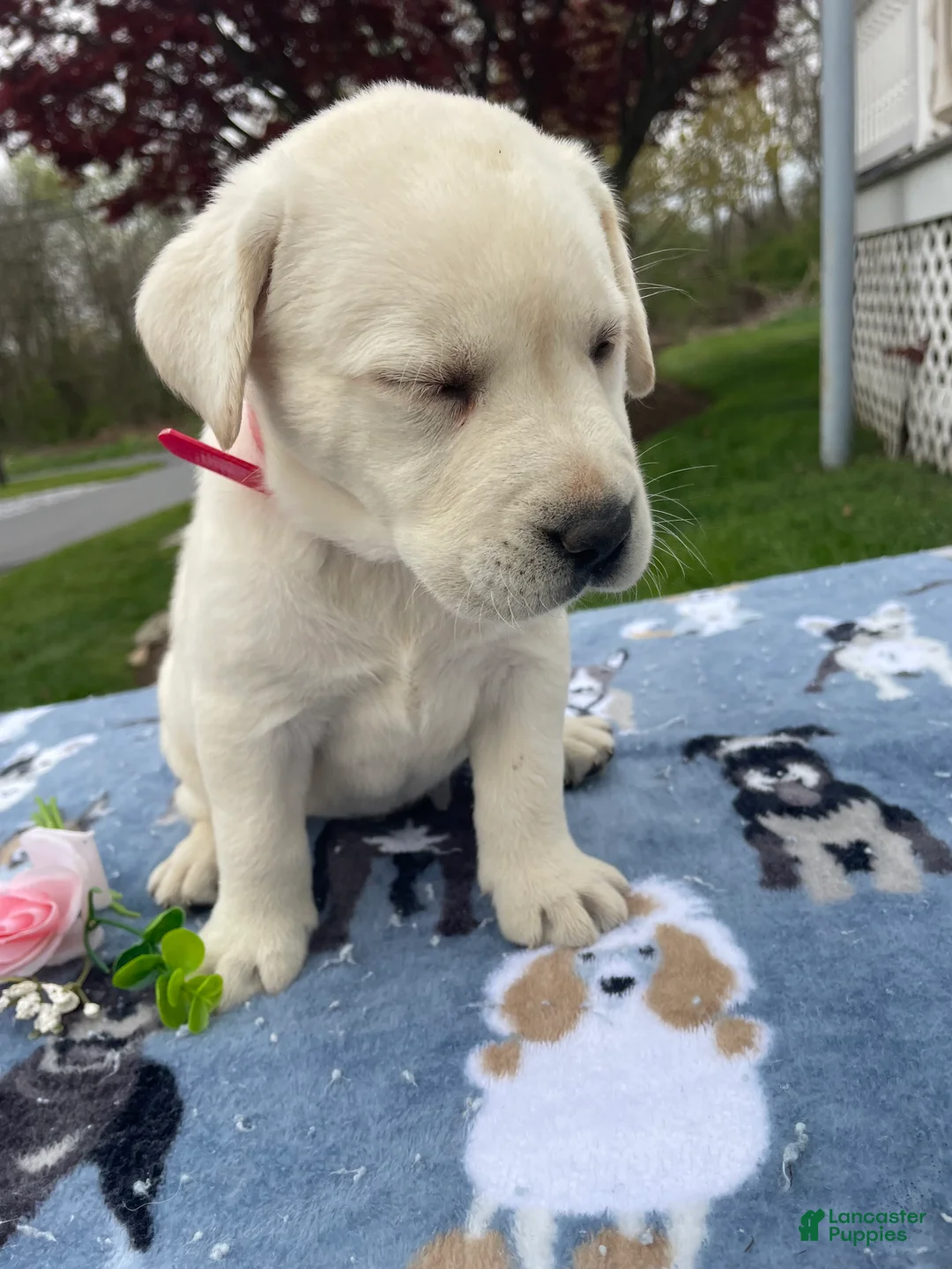 Labrador Retriever dogs for sale: Crystal - Ad 2