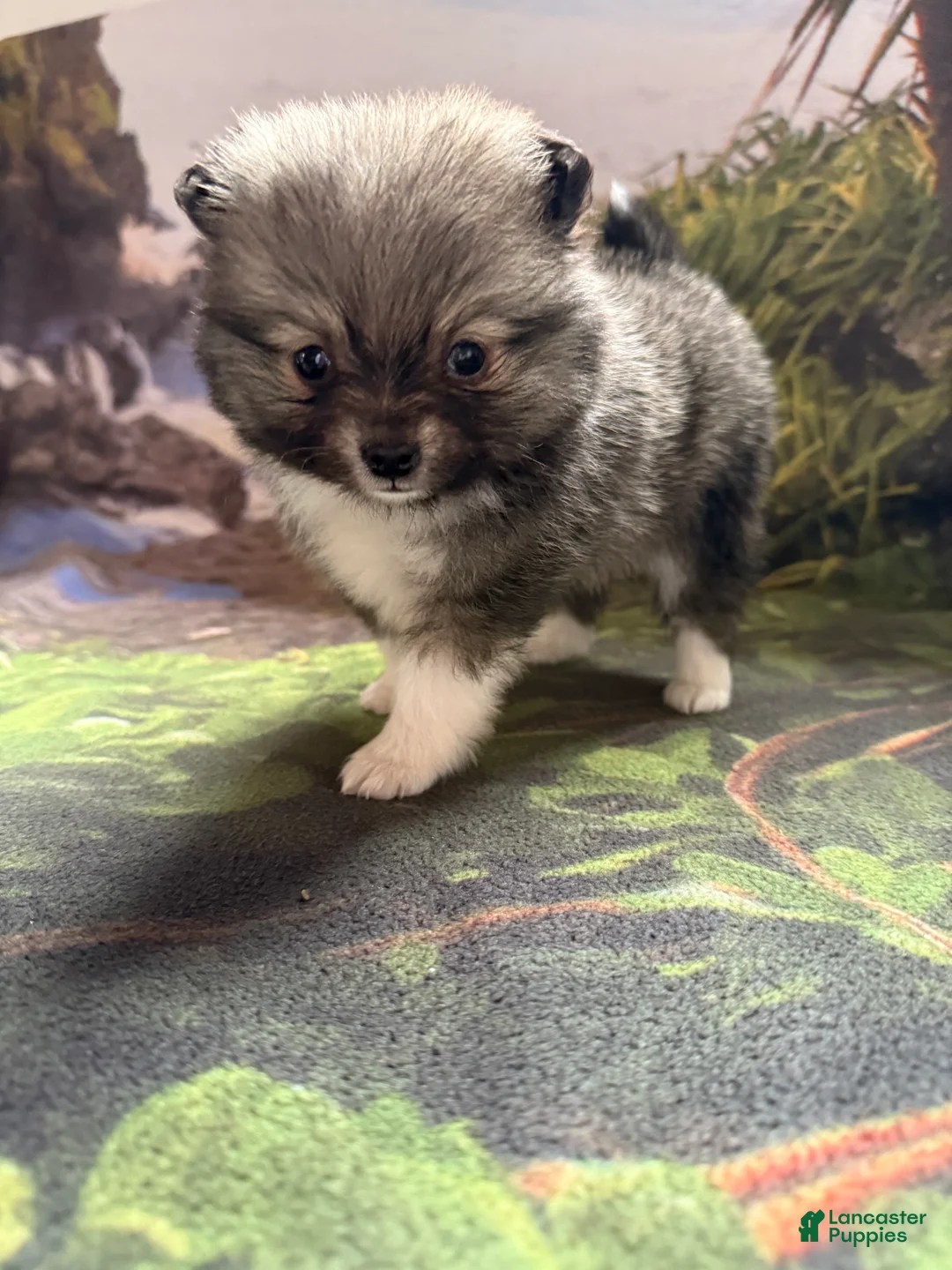 Pomeranian dogs for sale: Lynn - Ad 10