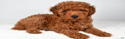 Miniature Poodle dogs for sale: Sammy - Ad 8