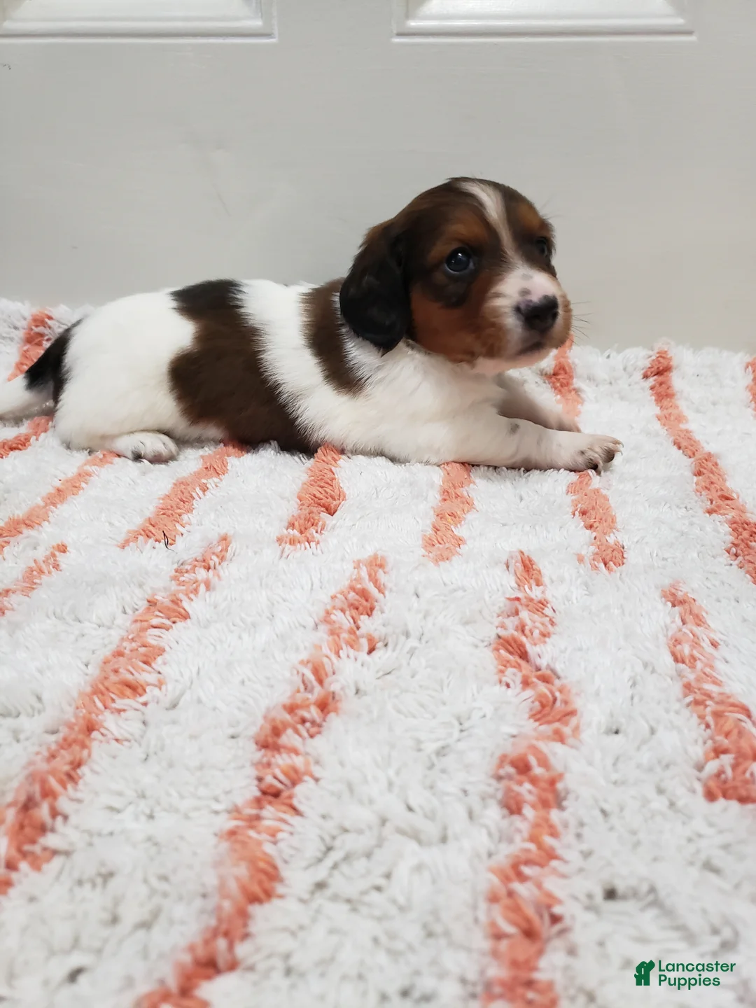 Miniature Dachshund dogs for sale: Rex - Ad 10