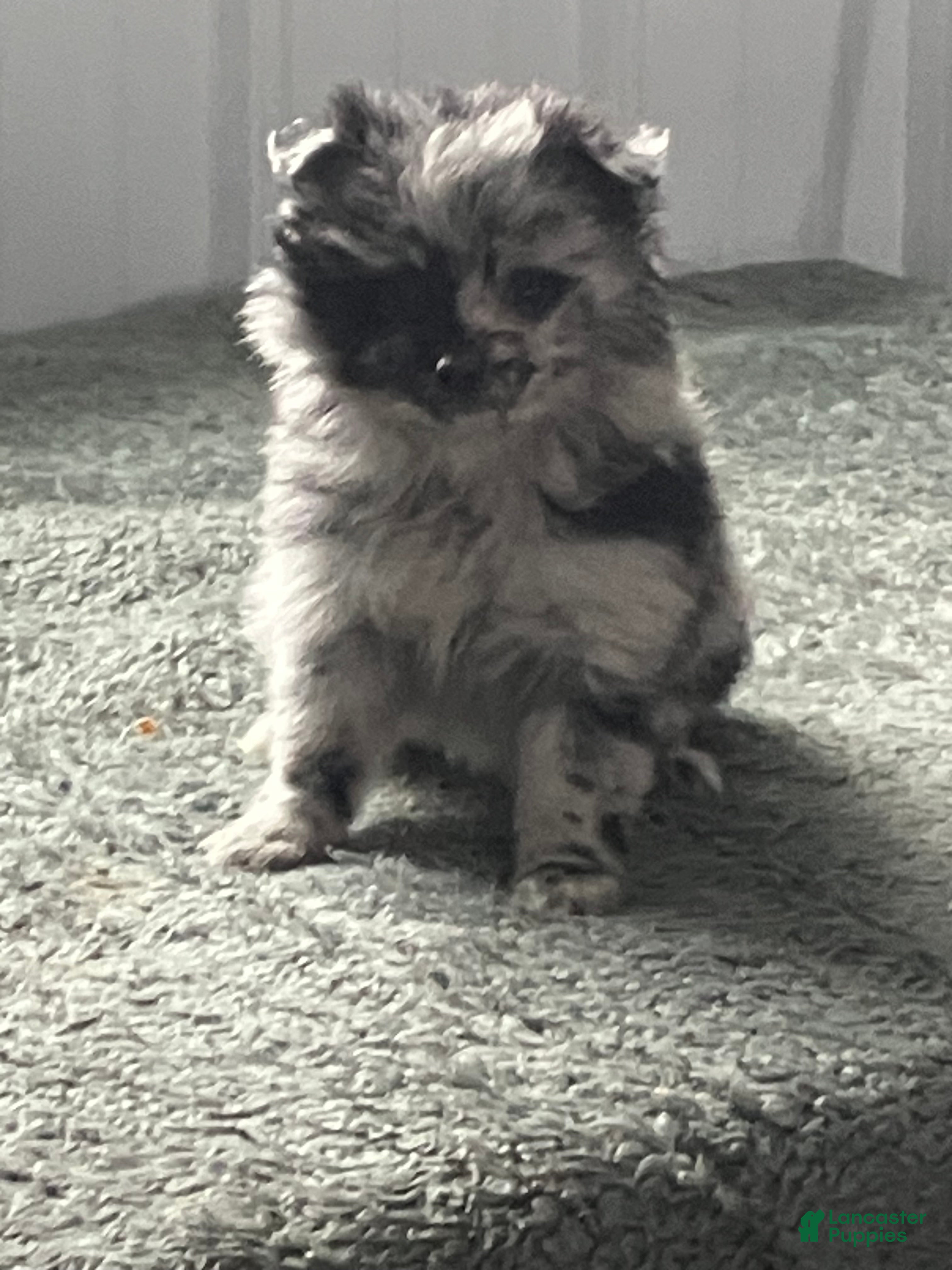 Mixed Breed dogs Jill - Ad 16