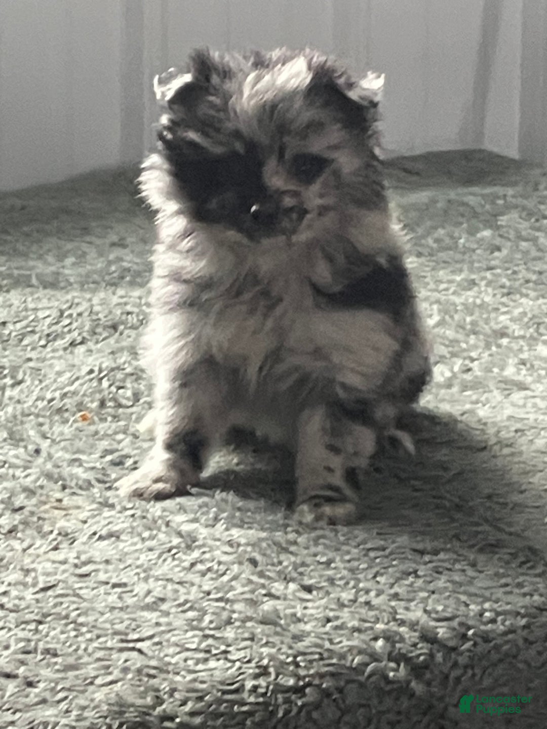 Mixed Breed dogs for sale: Jill - Ad 1