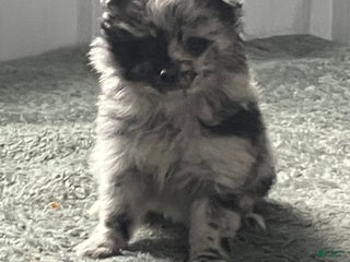 Mixed Breed dogs Jill - Ad 14