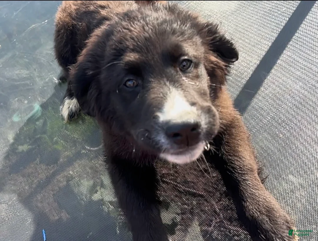 Mixed Breed dogs for sale: Ebony - Ad 1