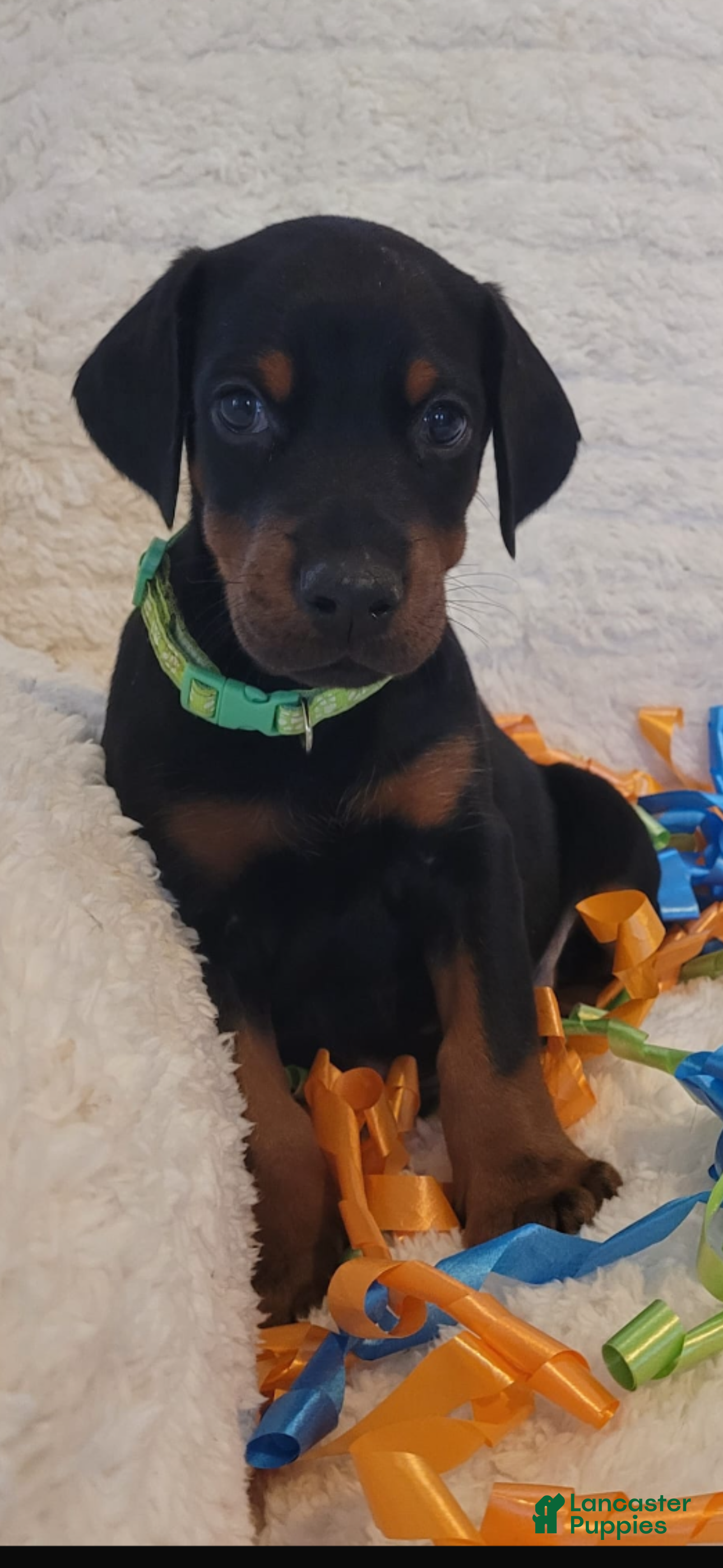 Doberman Pinscher dogs Doberman Pinscher Puppy 1 - Ad 42