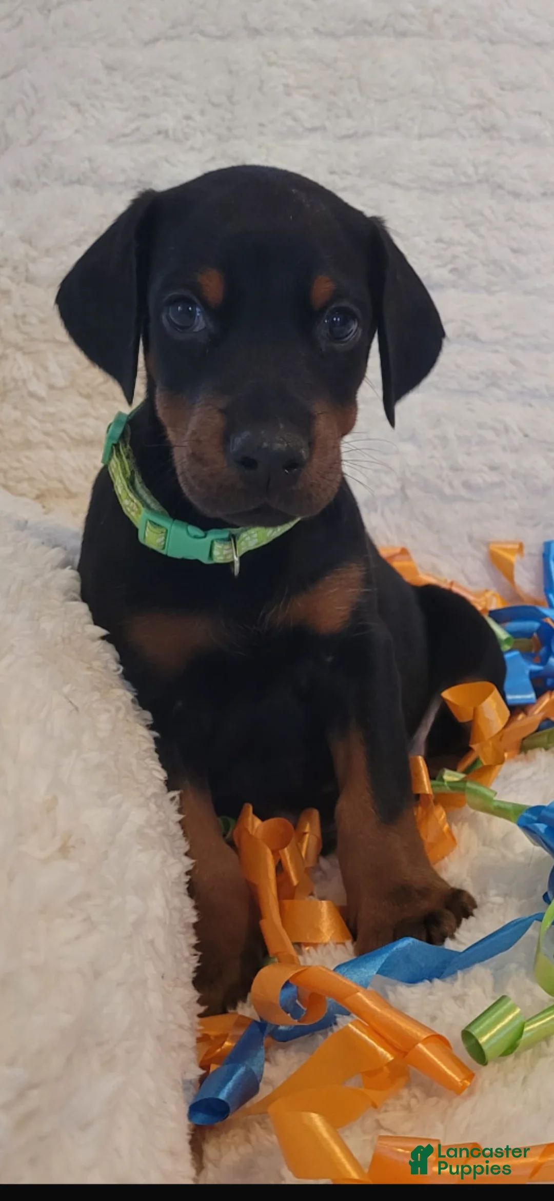 Doberman Pinscher dogs for sale: Doberman Pinscher Puppy 1 - Ad 1