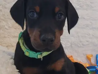 Doberman Pinscher dogs Doberman Pinscher Puppy 1 - Ad 34