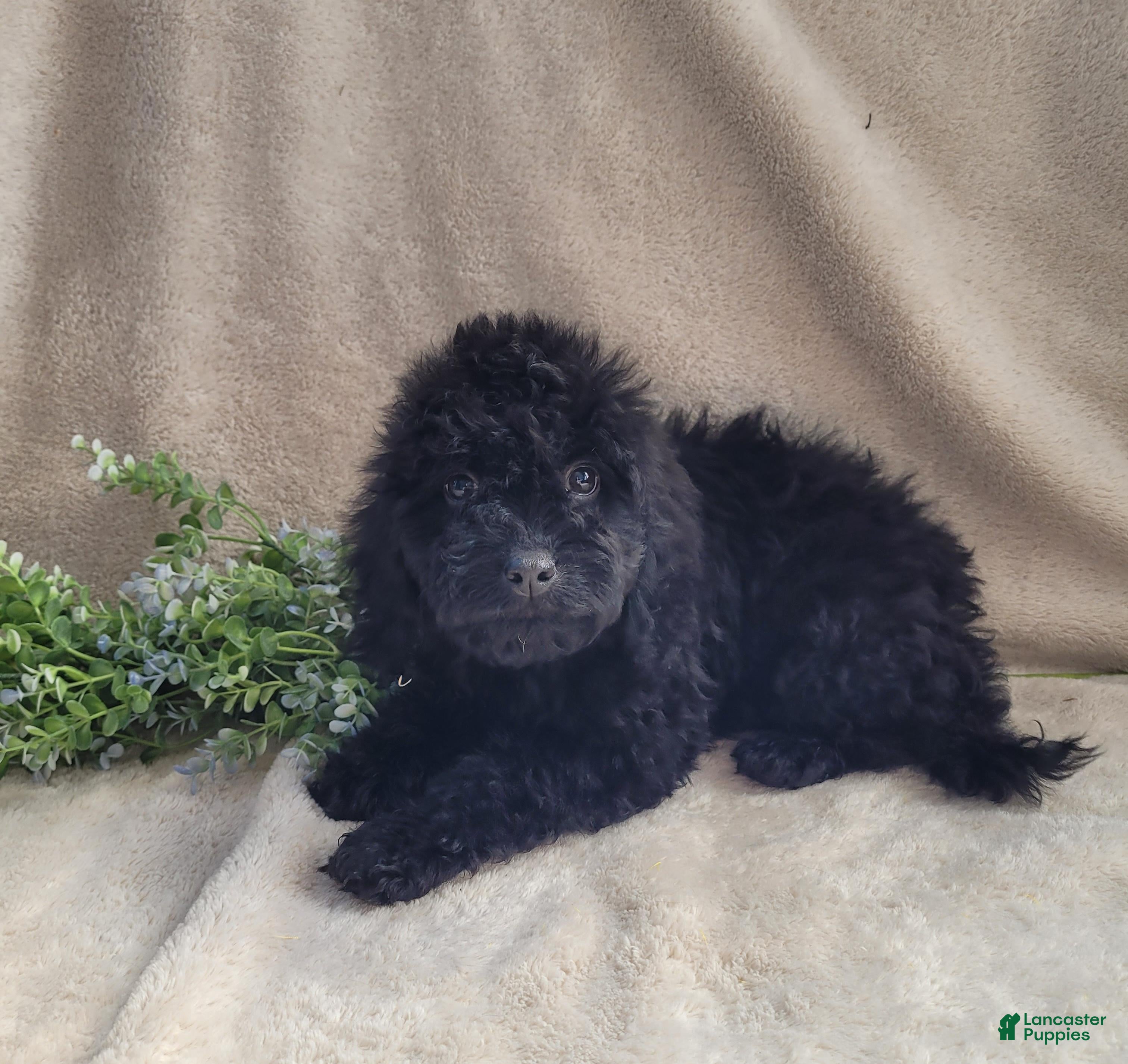 Cavapoo dogs Georgie - Ad 2