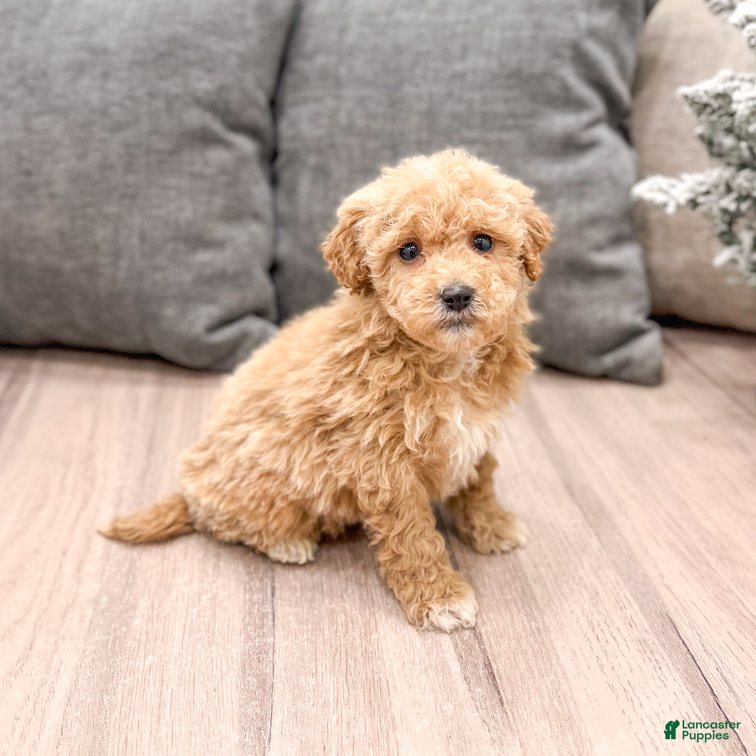 Mini Goldendoodle dogs Tanner  - Ad 12