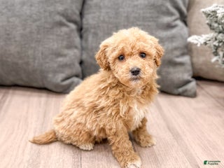 Mini Goldendoodle dogs Tanner - Ad 22