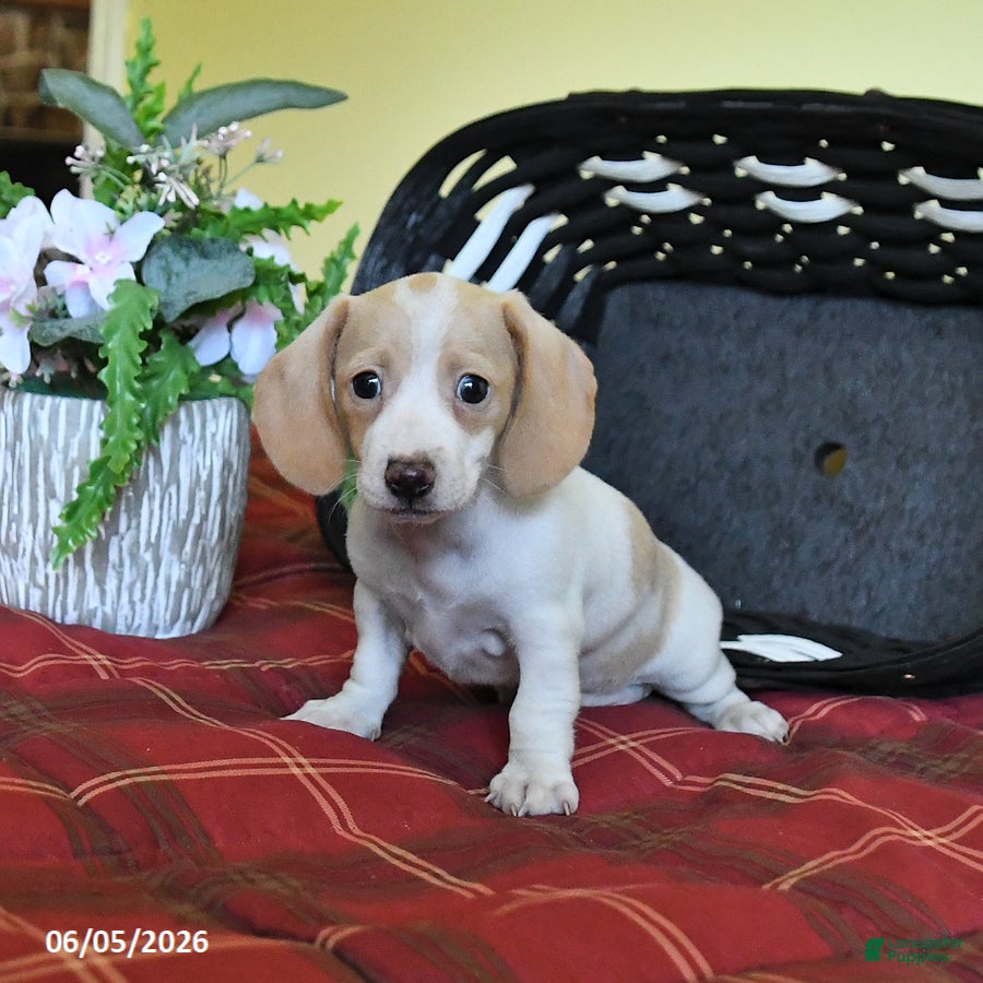 Miniature Dachshund dogs Kathy - Ad 2