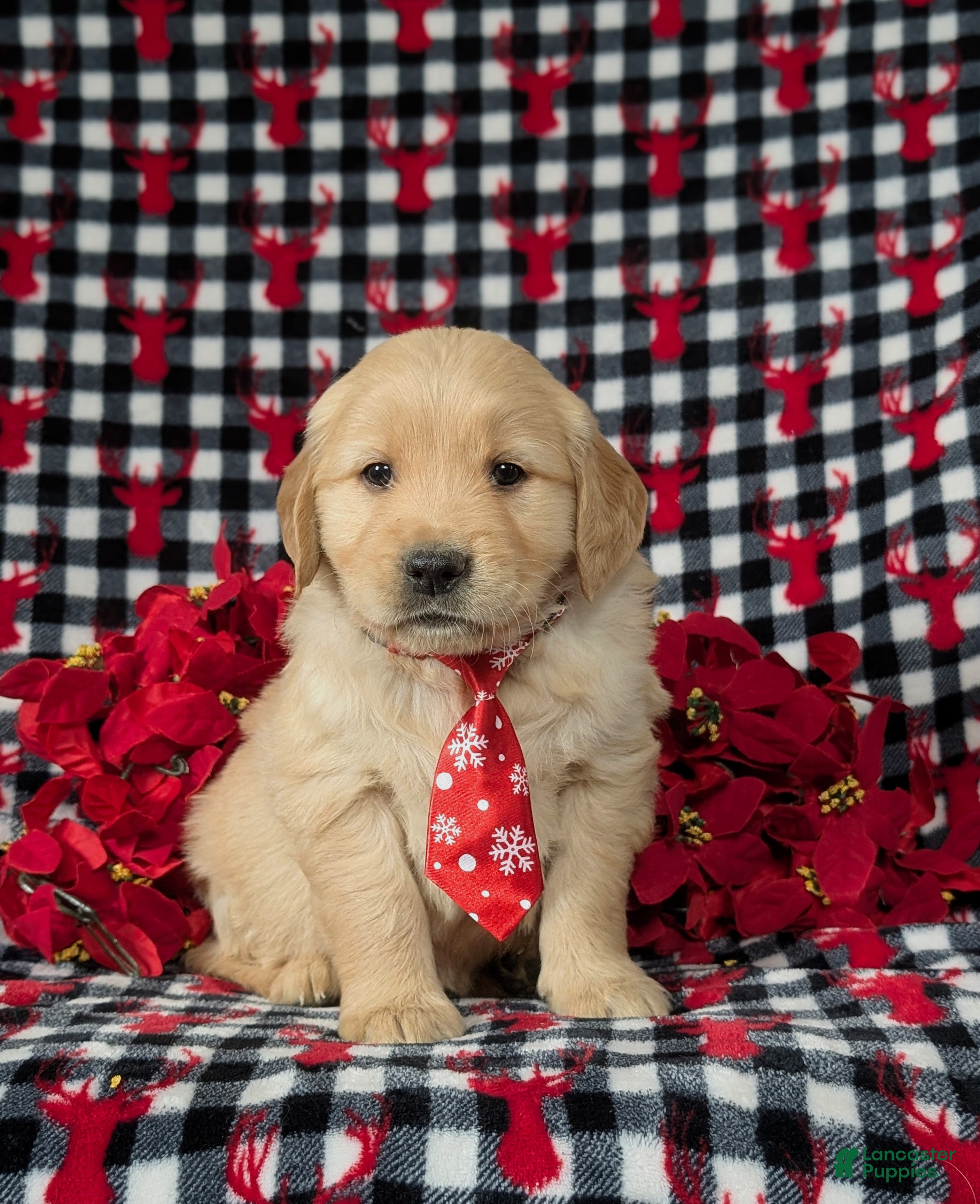 Golden Retriever dogs Bradburn - Ad 34