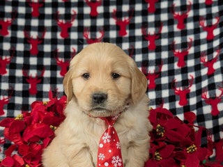 Golden Retriever dogs for sale: Bradburn - Ad 1