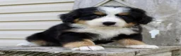 Bernedoodle dogs for sale: Ricky - Ad 3