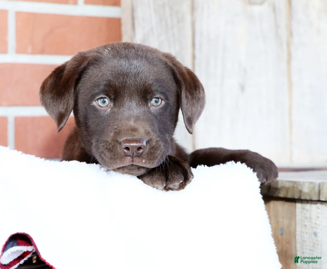 Labrador Retriever dogs for sale: Koda - Ad 7