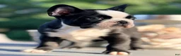 French Bulldog dogs for sale: Nuget - Ad 13