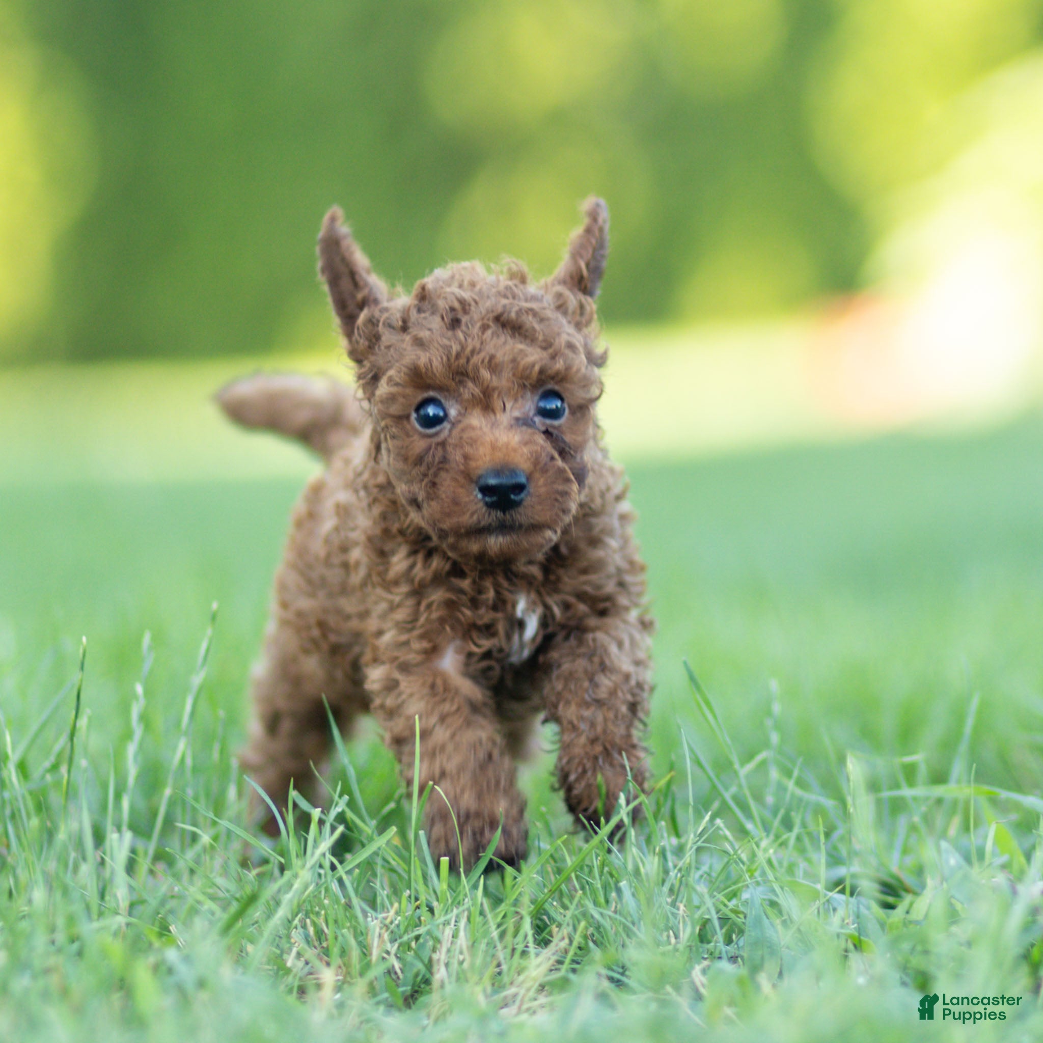 Toy Poodle dogs George Toy Poodle  - Ad 2