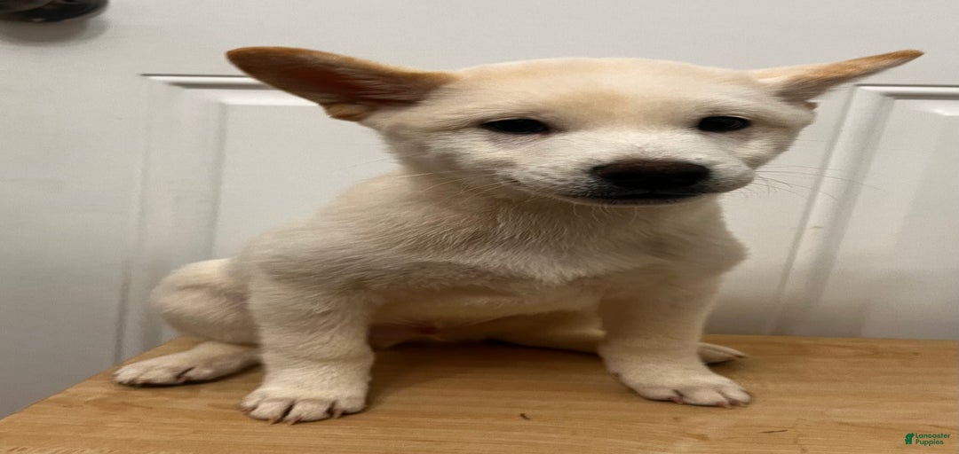 Gallery Image {{count}}