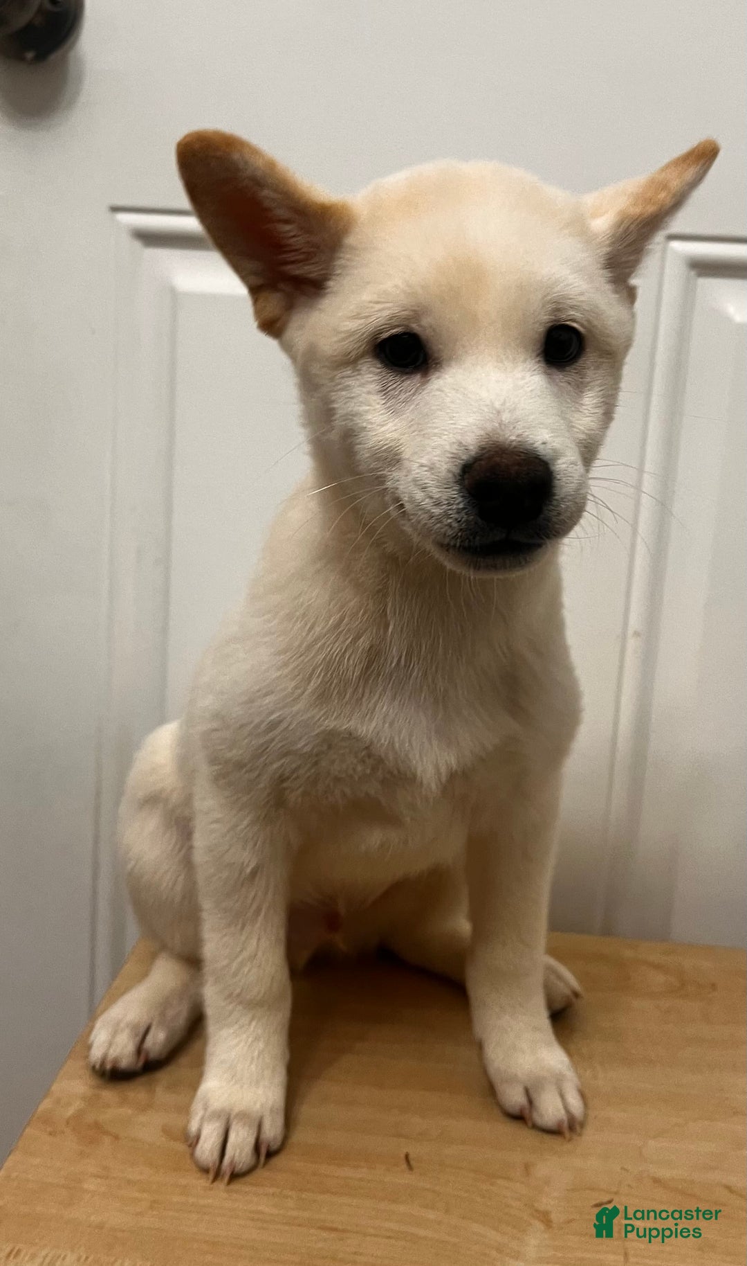 Gallery Image {{count}}