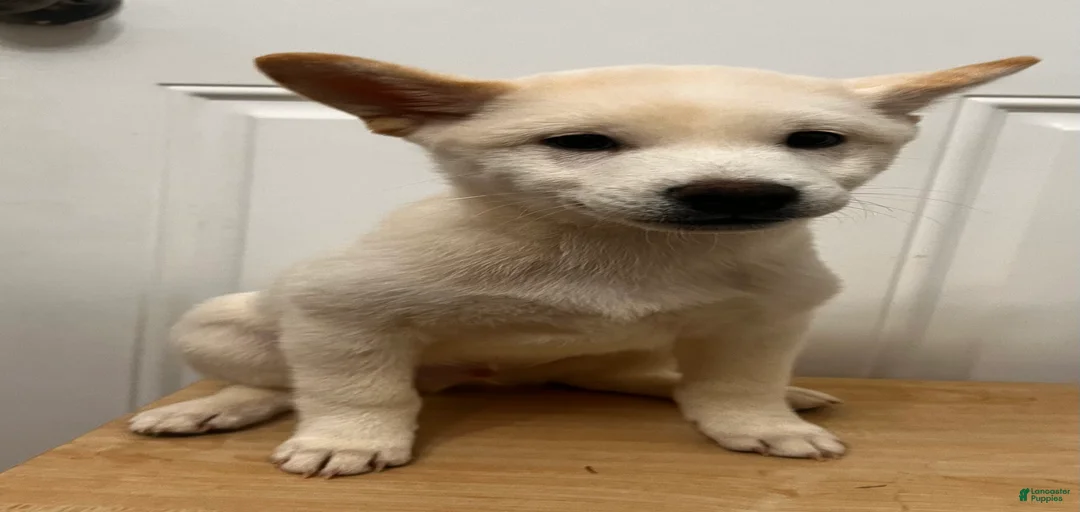 Gallery Image {{count}}