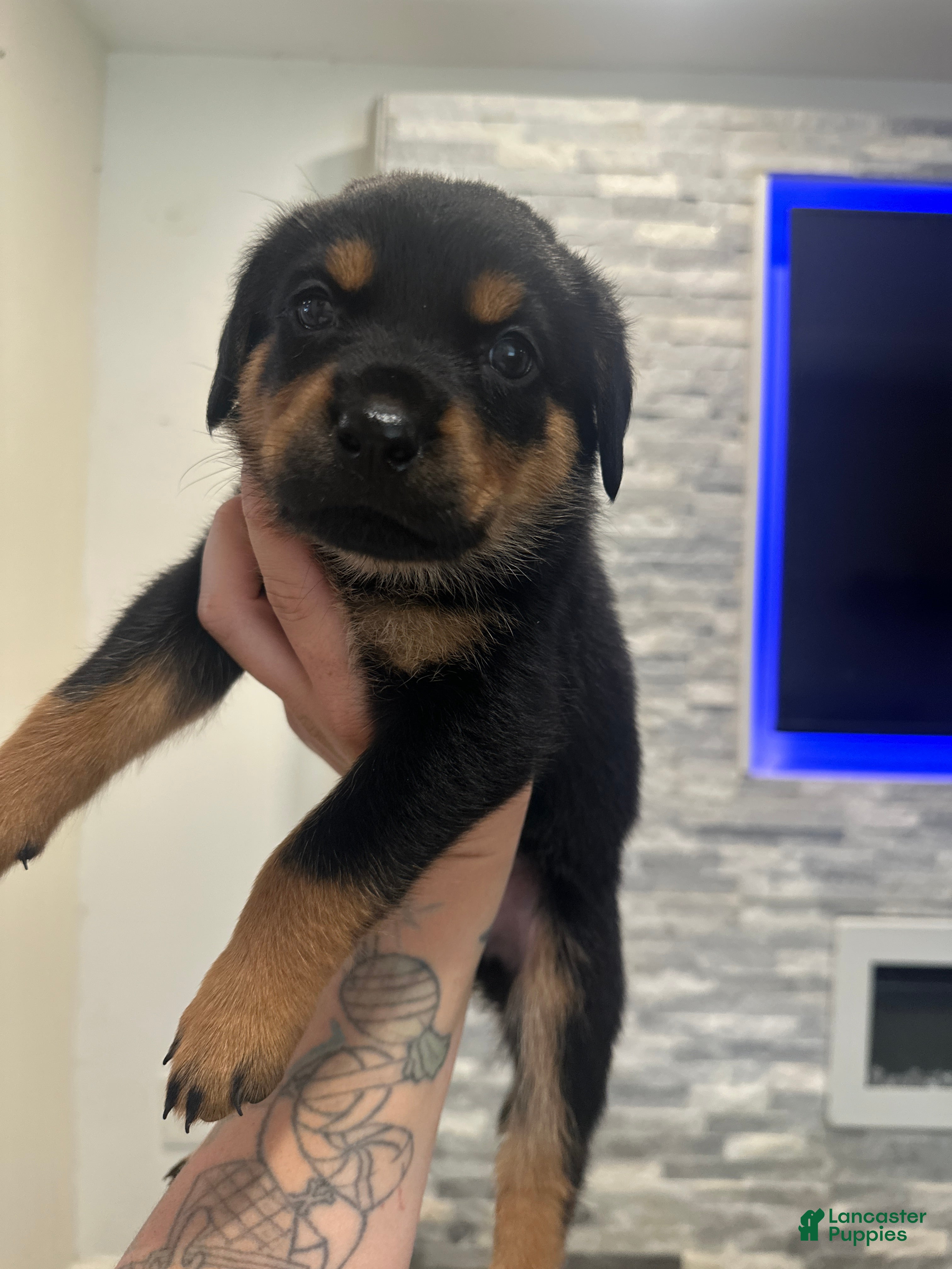 Rottweiler dogs Nenita  - Ad 13