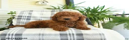 Mini Goldendoodle dogs for sale: Grayson - Ad 4