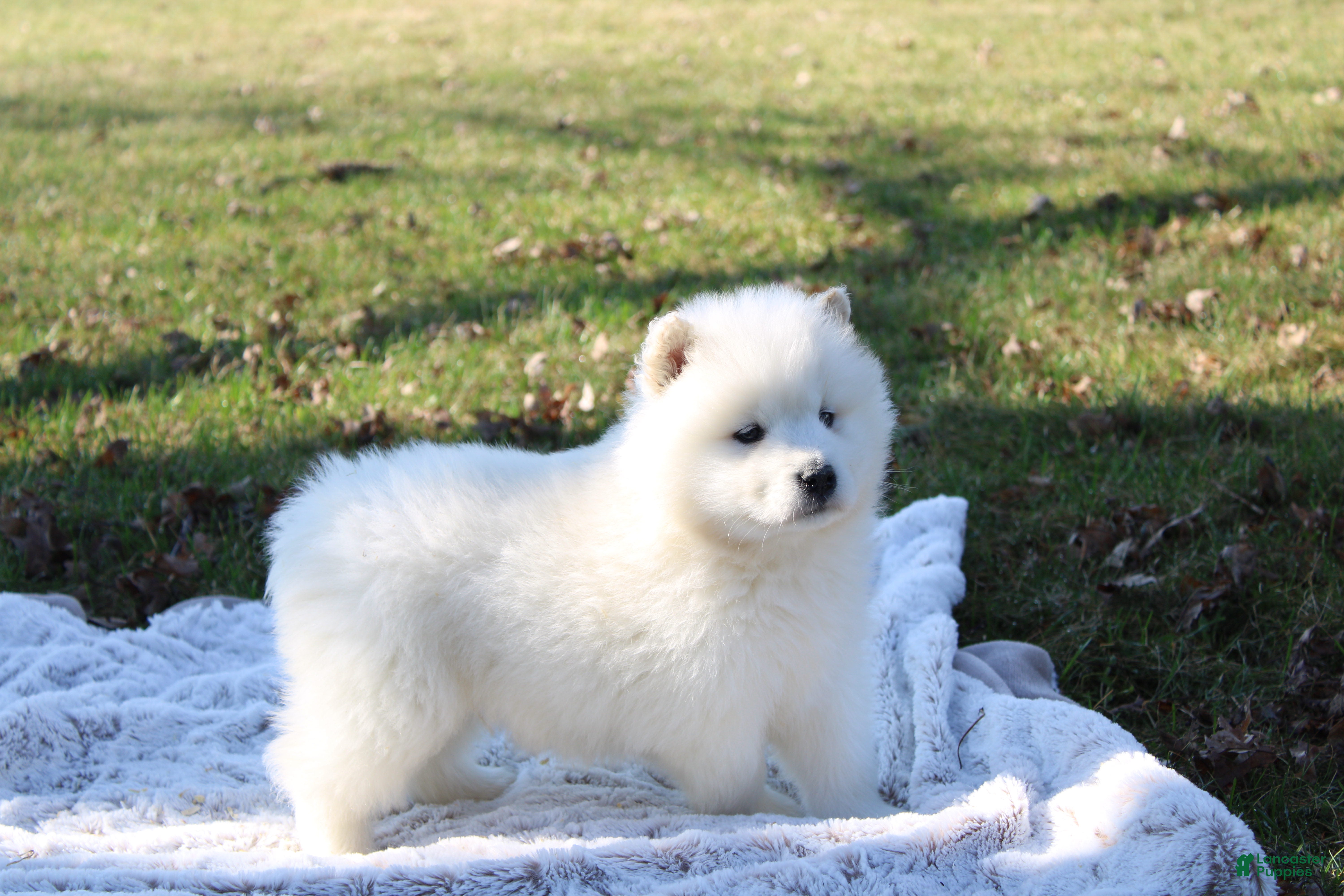 Samoyed dogs Samoyed Puppy 4 - Ad 2