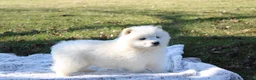 Samoyed dogs for sale: Samoyed Puppy 4 - Ad 2