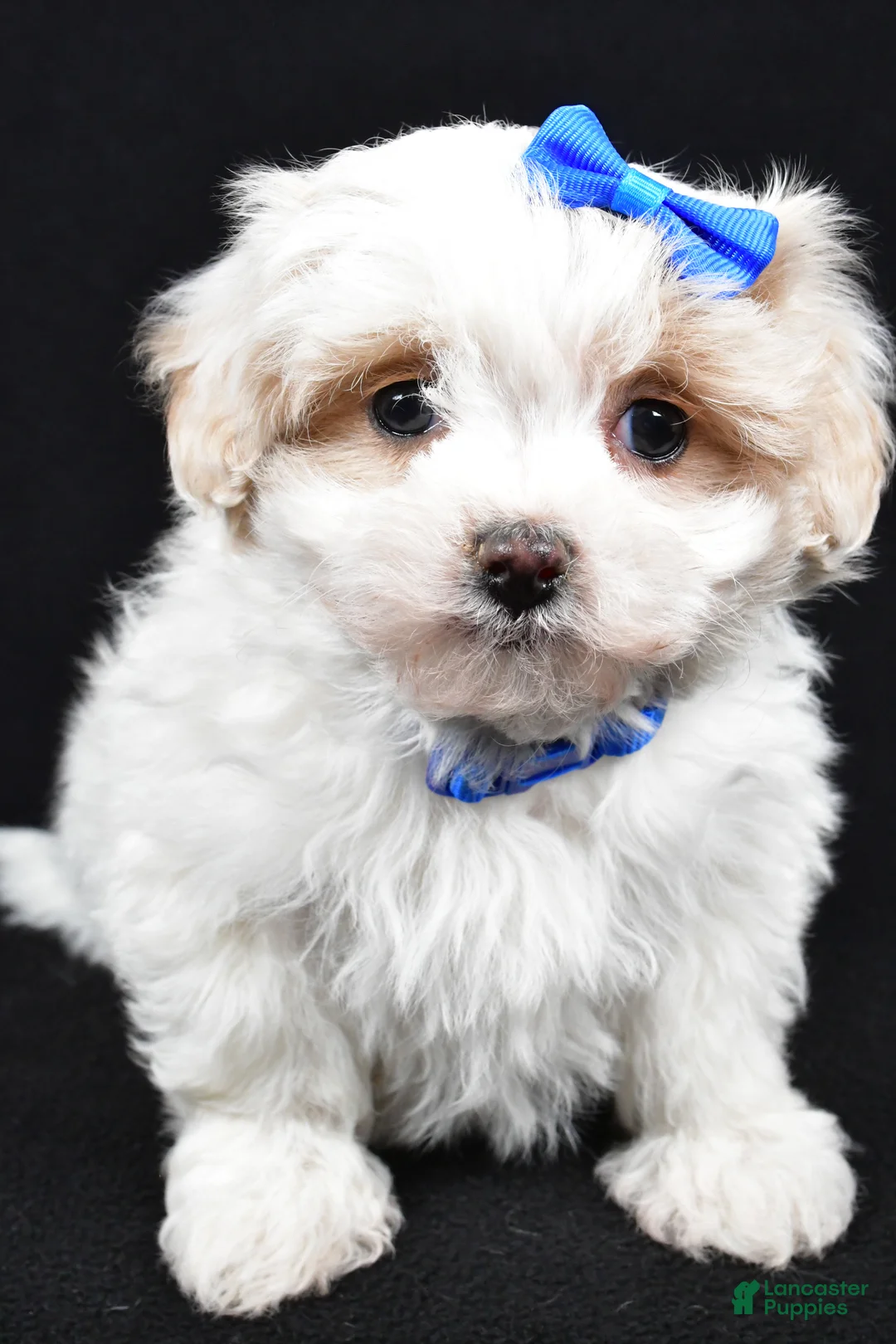Maltipoo dogs for sale: Joey - Ad 8