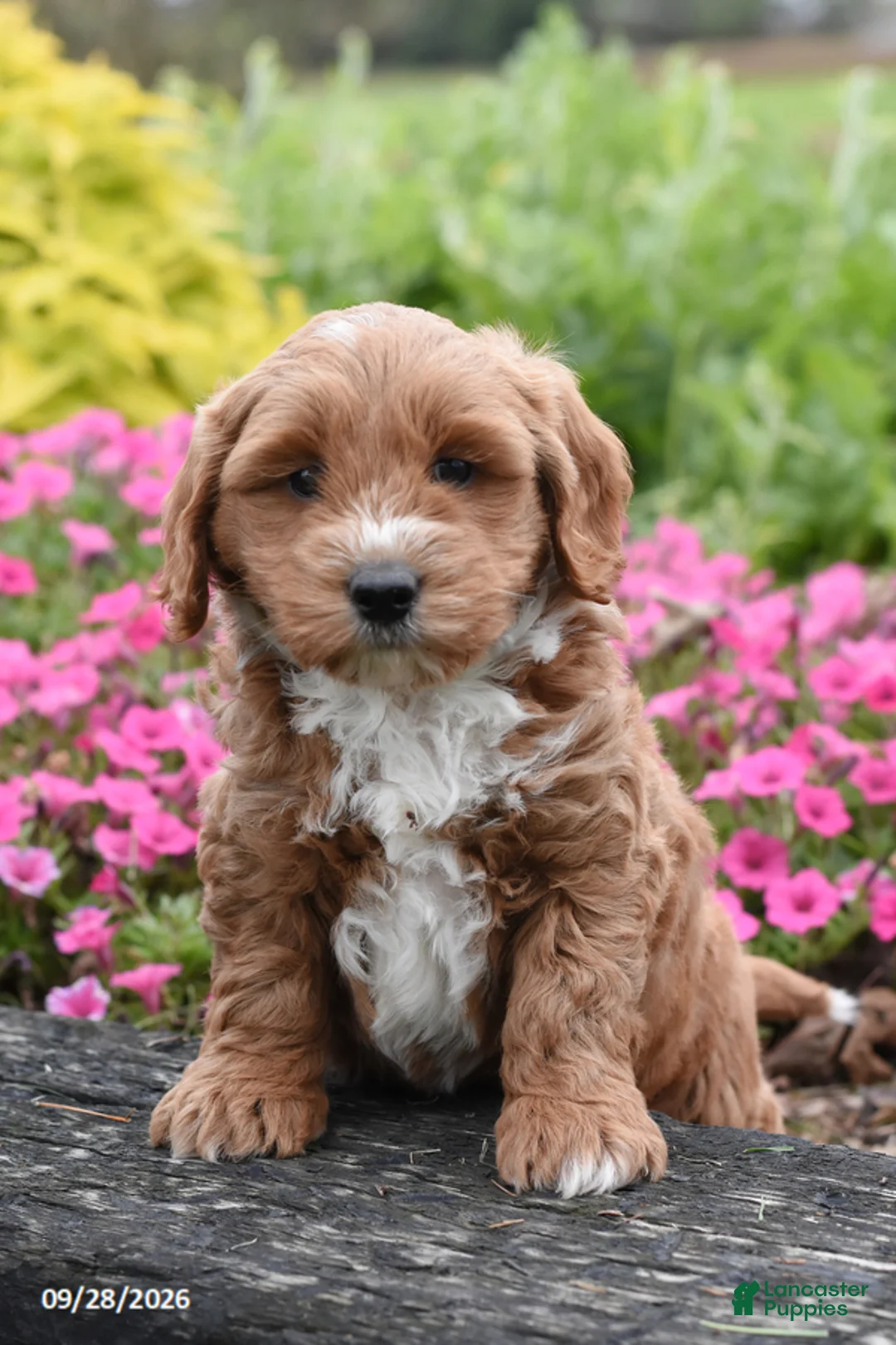 Mini Goldendoodle dogs for sale: Nutmeg - Ad 2