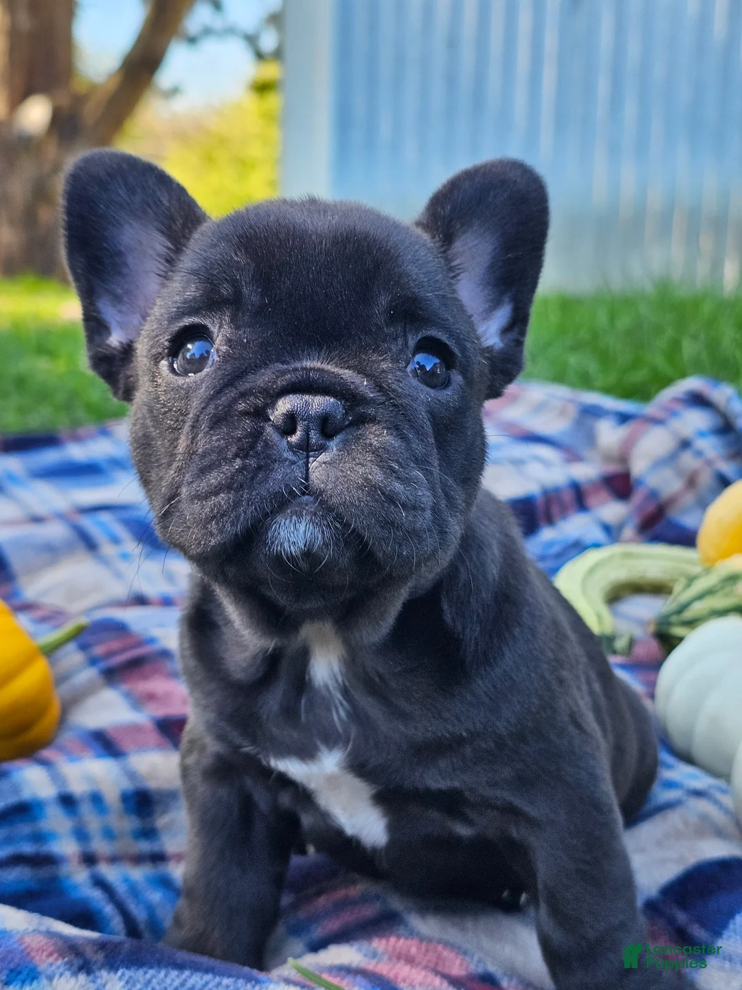 French Bulldog dogs for sale: Pine - Ad 2
