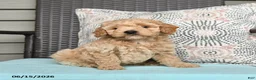 Cavapoo dogs for sale: Striker - Ad 4