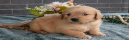 Golden Retriever dogs for sale: Ellie - Ad 3
