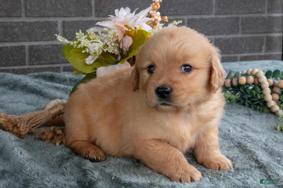 Golden Retriever dogs for sale: Ellie - Ad 3