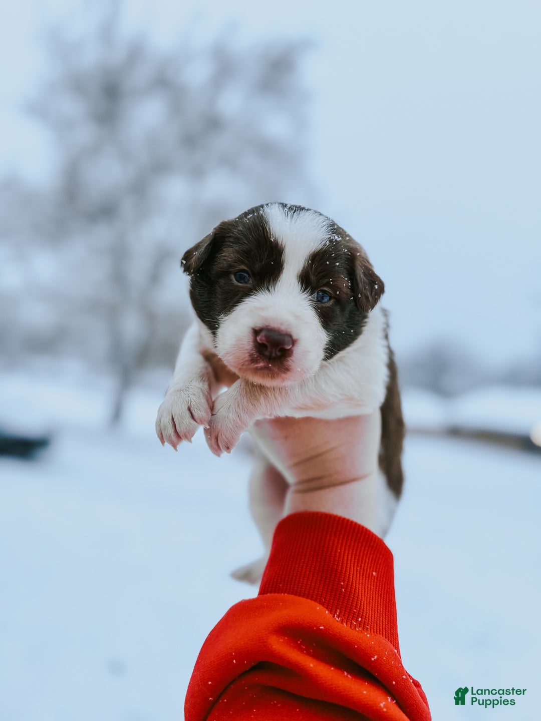 Border Collie dogs for sale: Cadillac   - Ad 5