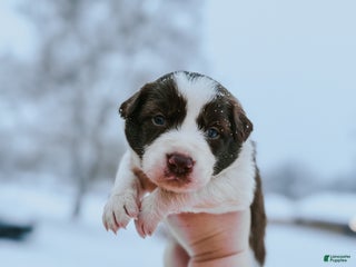 Border Collie dogs Cadillac - Ad 40