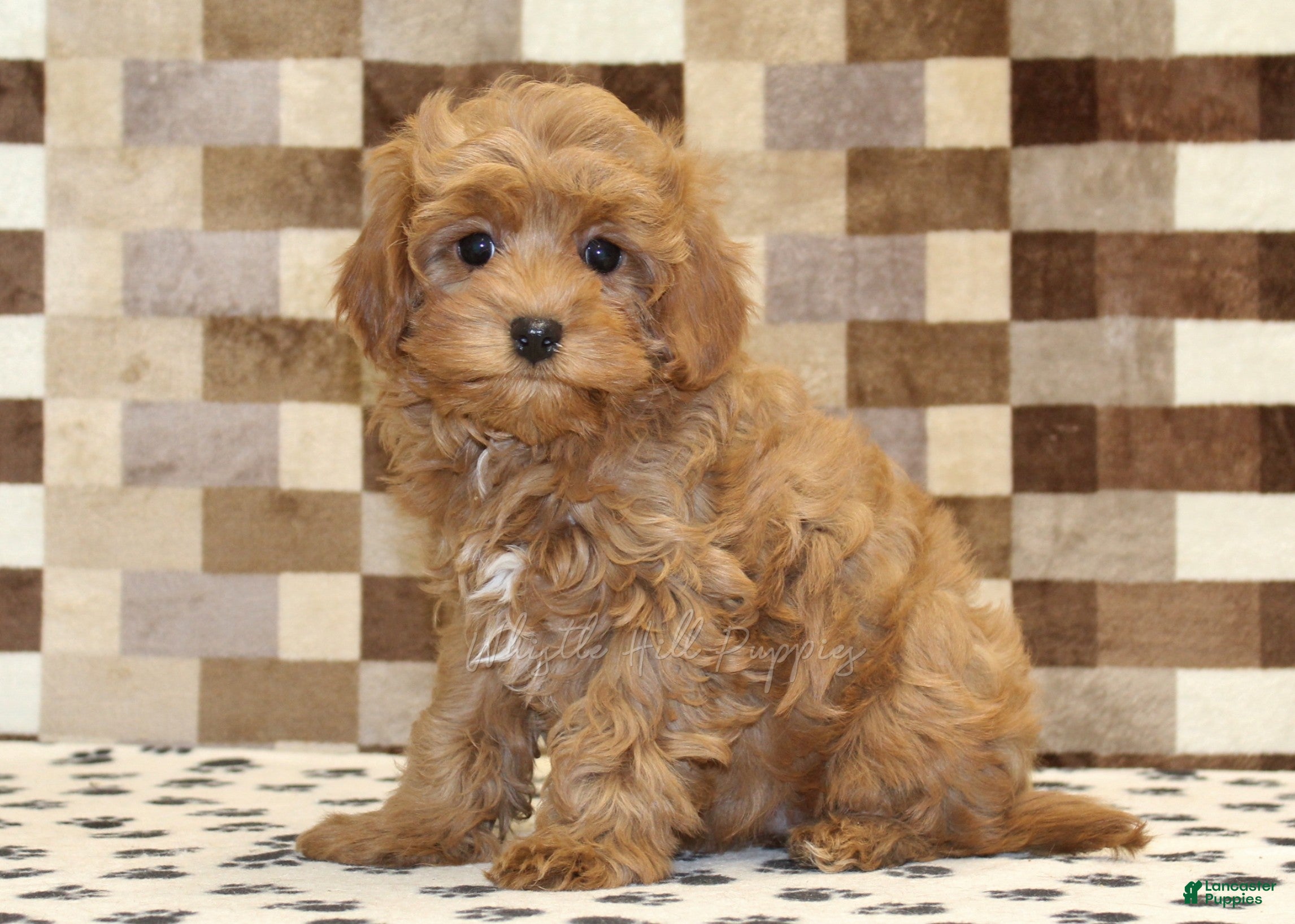 Cavapoo dogs Dawn - Ad 27