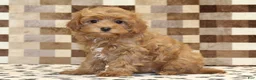 Cavapoo dogs for sale: Dawn - Ad 1