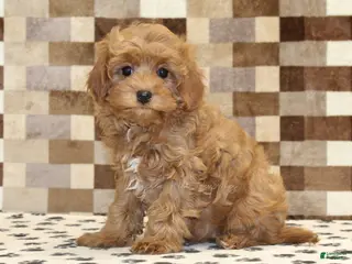 Cavapoo dogs Dawn - Ad 27